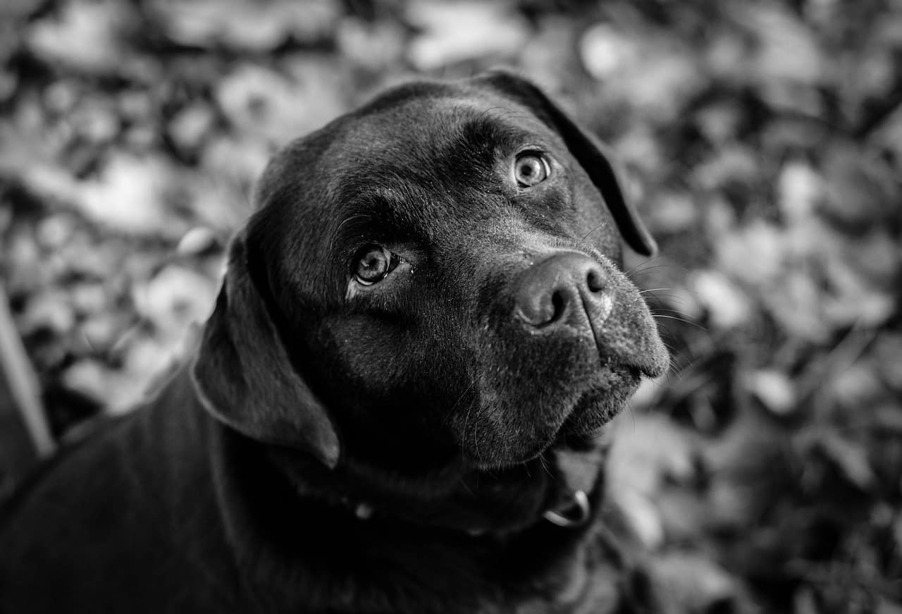 dog, labrador, black and white