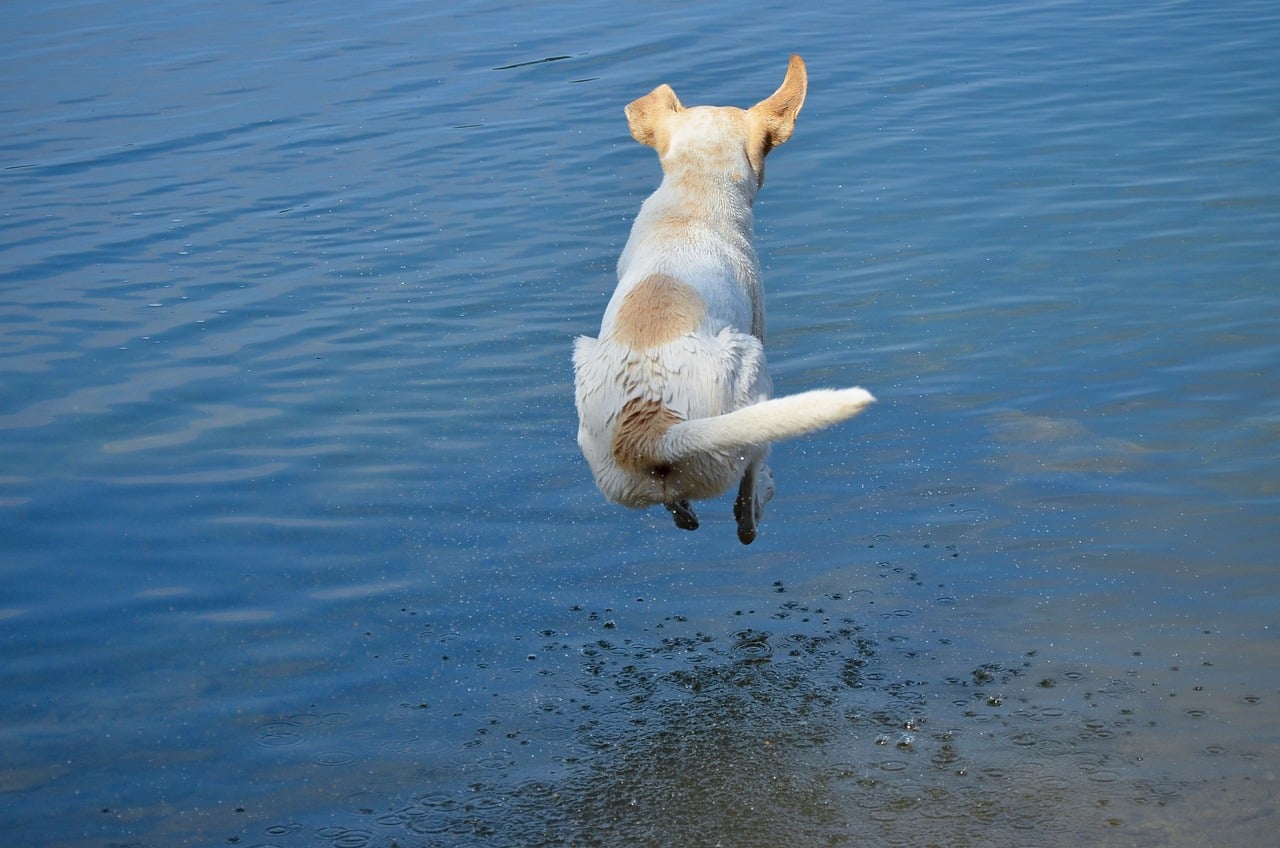 dog, ass bomb, leap